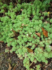 Sedum pallidum