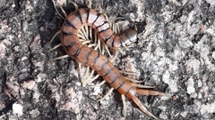 Scolopendra morsitans
