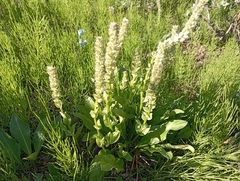 Lagotis minor
