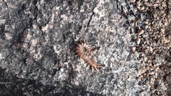 Scolopendra morsitans