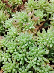 Sedum pallidum