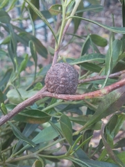 Asphondylia dodonaeae