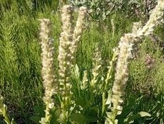 Lagotis minor