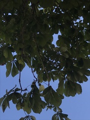 Aesculus hippocastanum