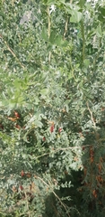 Caragana arborescens