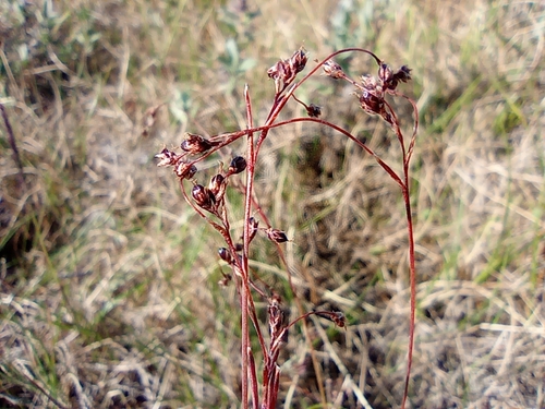 Image of Luzula wahlenbergii by no rights reserved