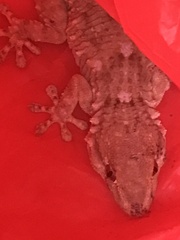 Tarentola mauritanica
