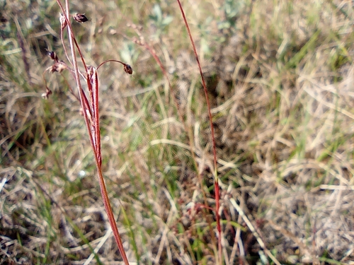 Image of Luzula wahlenbergii by no rights reserved