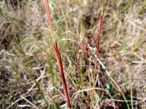 Image of Wahlenberg's Woodrush (Luzula wahlenbergii) by no rights reserved