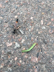 Lepidoptera