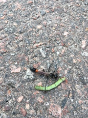 Lepidoptera
