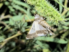 Drasteria pallescens