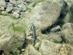 Stiphodon
