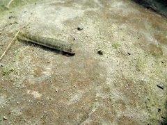 Sicyopterus