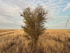 Acacia excelsa