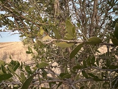 Acacia excelsa