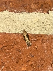 Scrobipalpa costella