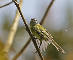 Zimmerius viridiflavus