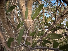 Acacia excelsa
