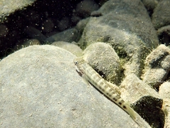 Sicyopterus