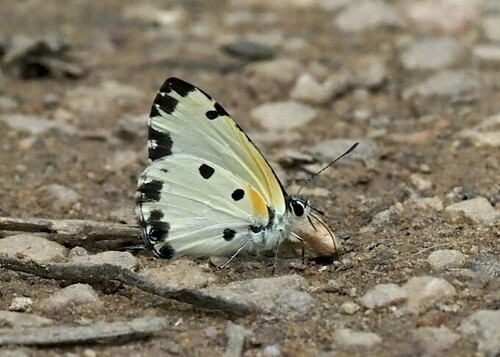 Pied Blue