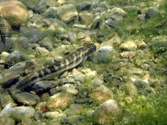 Sicyopterus