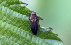 Agrilus cuprescens