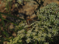 Coenonympha arcania