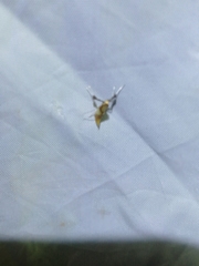 Caloptilia hemidactylella