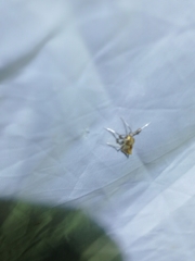 Caloptilia hemidactylella
