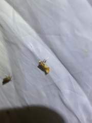 Caloptilia hemidactylella