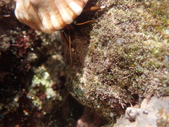 Calcinus laevimanus
