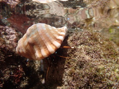 Calcinus laevimanus