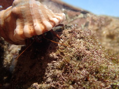 Calcinus laevimanus