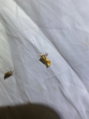 Caloptilia hemidactylella