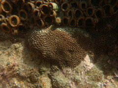 Anomastraea irregularis