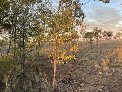Psydrax oleifolia