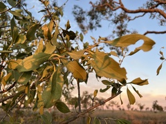 Psydrax oleifolia