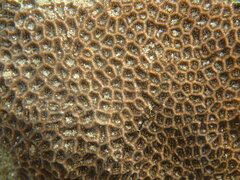 Anomastraea irregularis