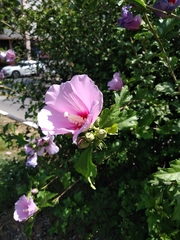 Hibiscus syriacus