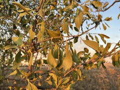 Psydrax oleifolia