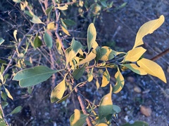 Psydrax oleifolia