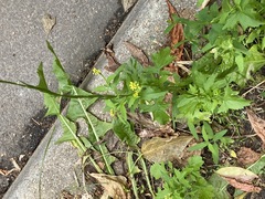 Sisymbrium officinale