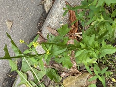 Sisymbrium officinale