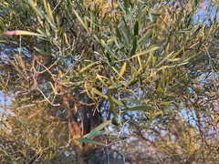 Citrus glauca
