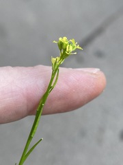 Sisymbrium officinale