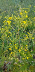 Potentilla paradoxa