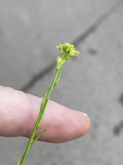Sisymbrium officinale