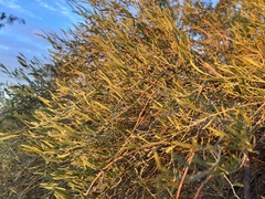 Citrus glauca