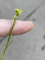 Sisymbrium officinale
